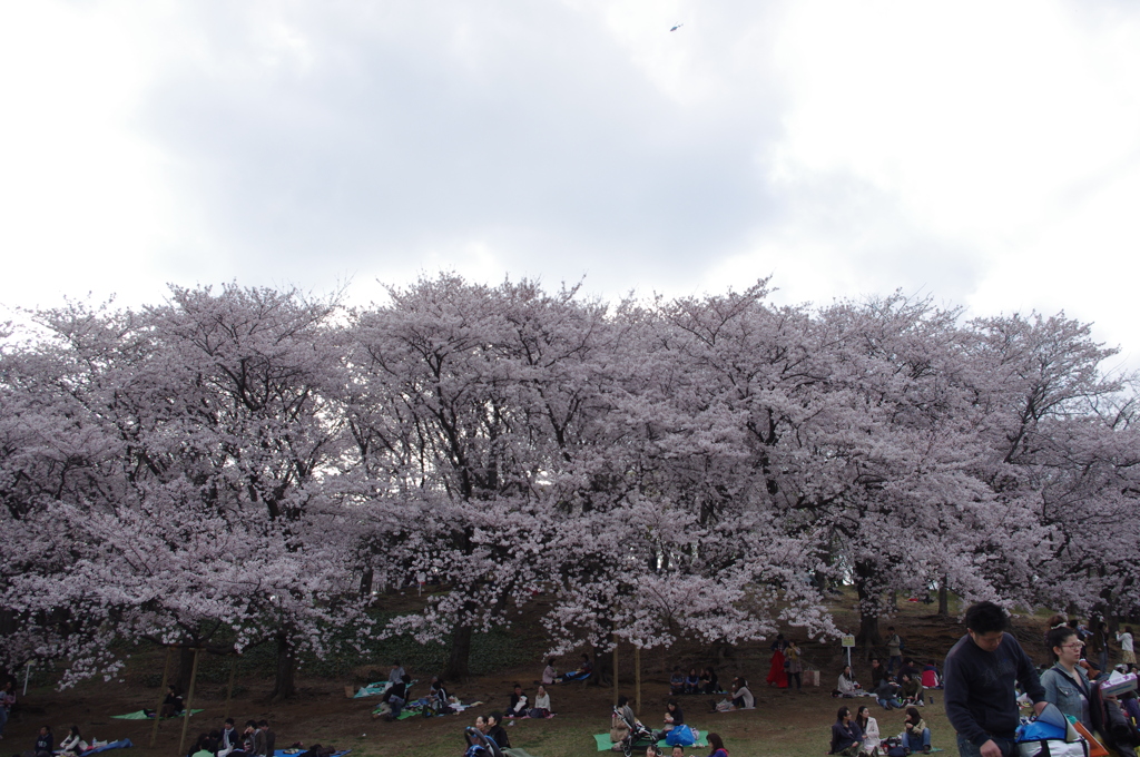帯桜