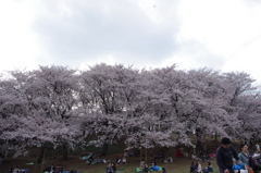 帯桜