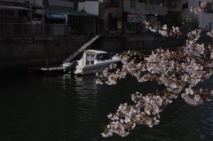 ボートと桜