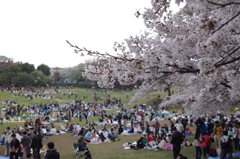 花見に興じる民