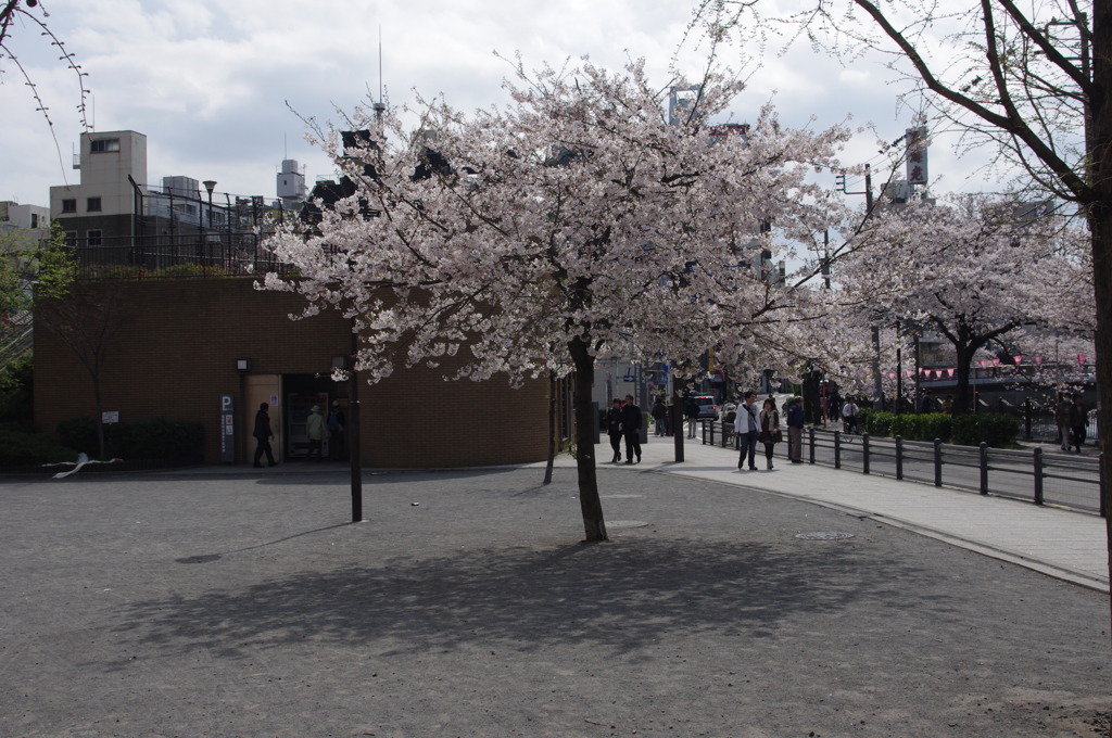 桜