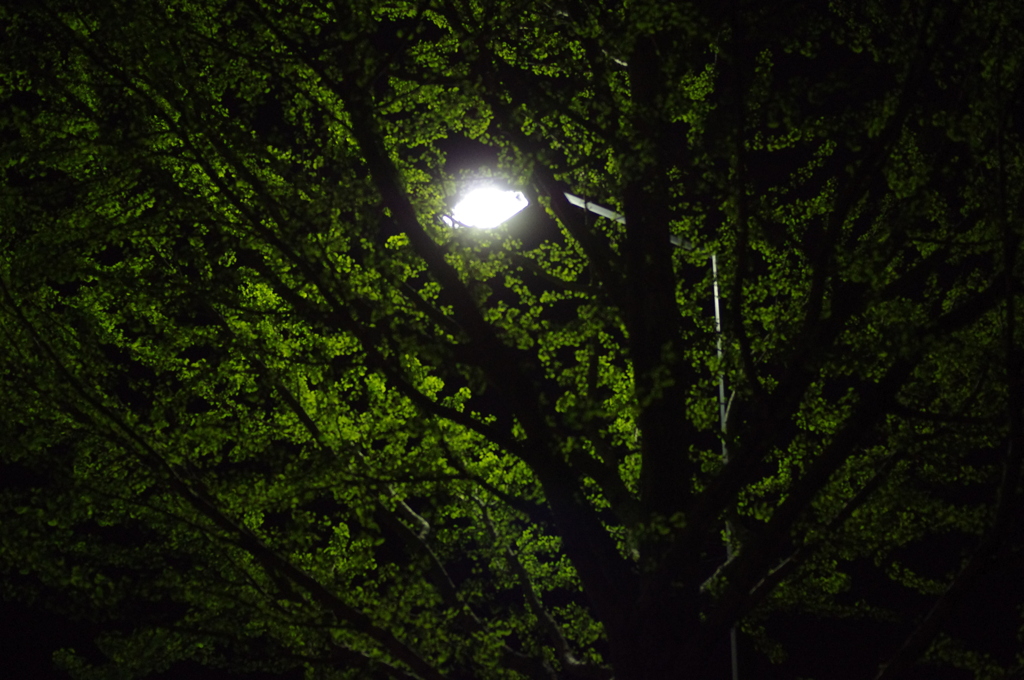 Light＆Green