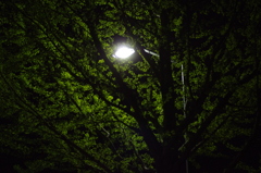 Light＆Green