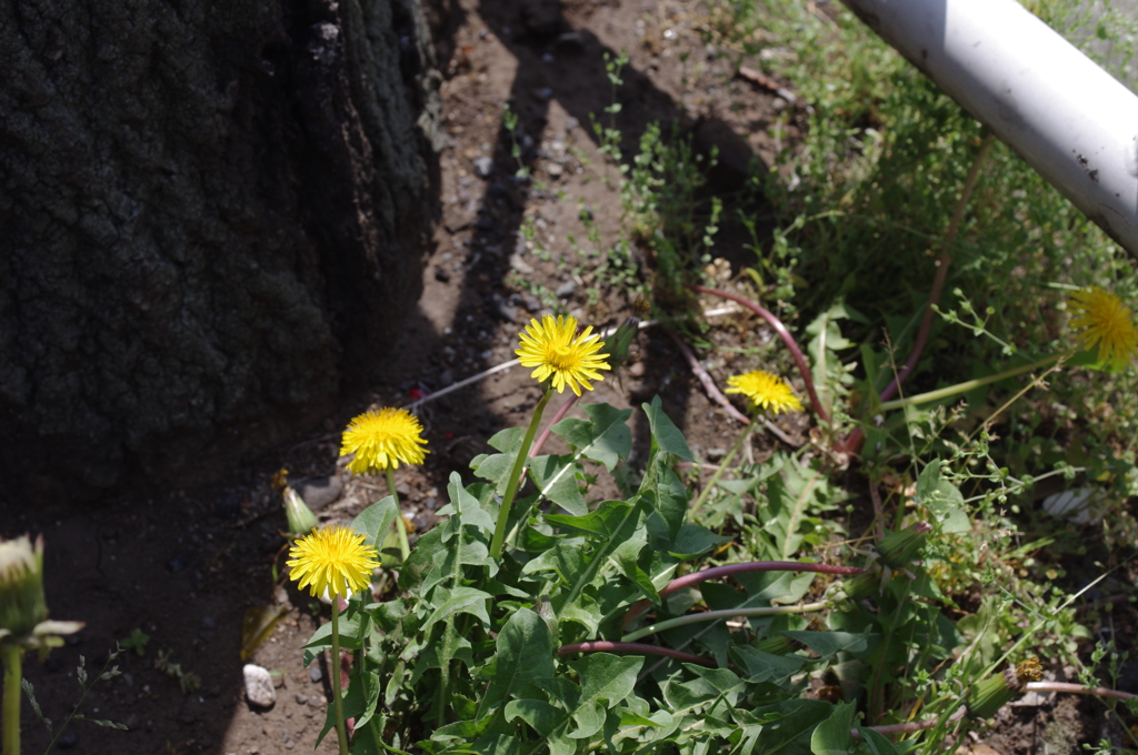 Dandelion
