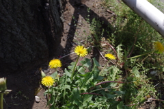 Dandelion