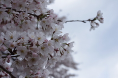 桜Do up