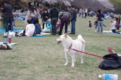 SOFTBANK犬