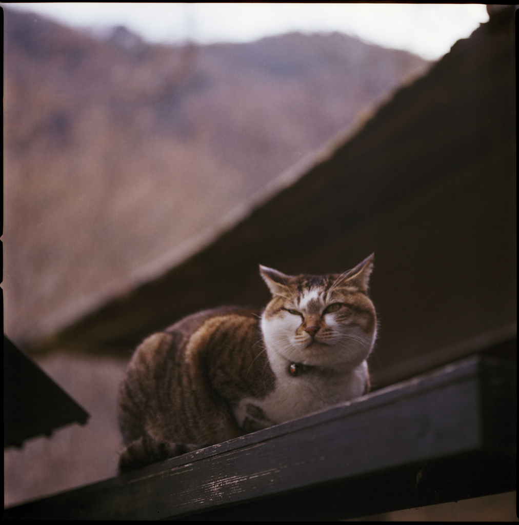 湯豆腐屋の猫ちゃん