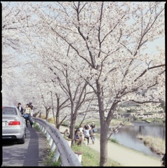 花見日和