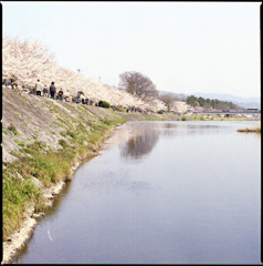 賀茂川の桜並木