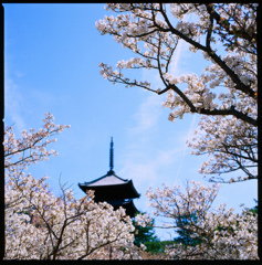 仁和寺の春