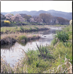 賀茂川の春