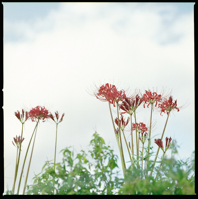 Spider Lily