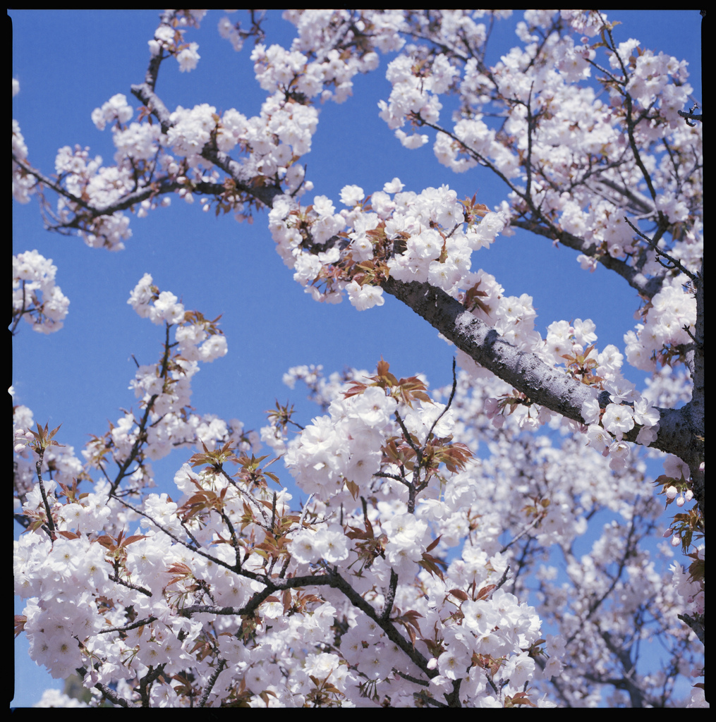 御室桜