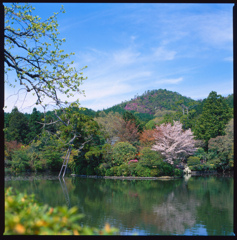 龍安寺の池