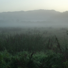 朝霧
