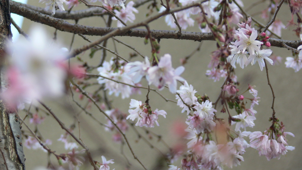 桜？いや梅か２