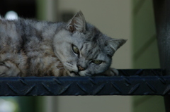 かわいくない猫の写真