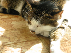 我が家のかわいくない猫シリーズ　２