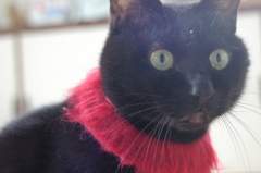 我が家のかわいくない猫シリーズ　９
