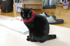 我が家のかわいくない猫シリーズ　８