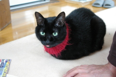 我が家のかわいくない猫シリーズ　５