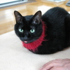 我が家のかわいくない猫シリーズ　５