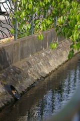 排水管に
