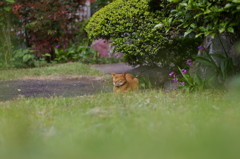 老猫の妙味