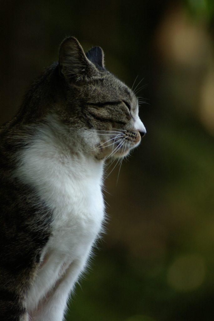 どうってことない猫の写真