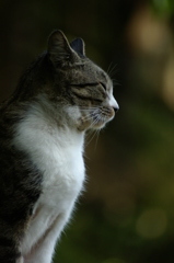 どうってことない猫の写真
