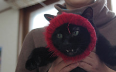 我が家のかわいくない猫シリーズ 10