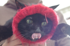 我が家のかわいくない猫シリーズ　７