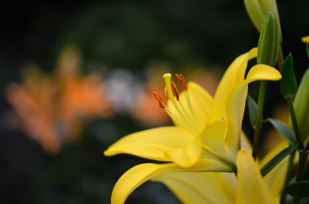 公園に咲く百合