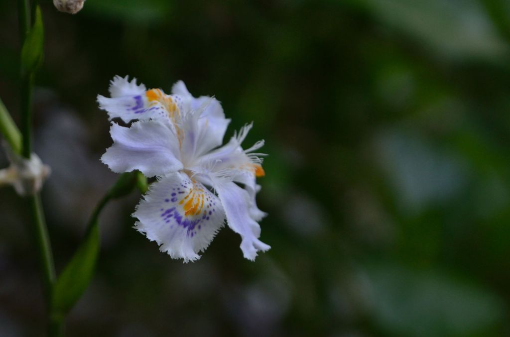 公園の花