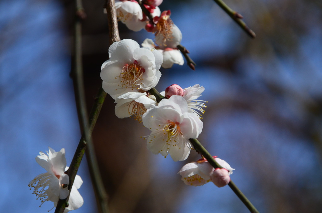 「シダレウメ」というそうです