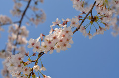 今年の桜はひと味違う！