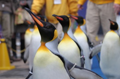 海遊館　ペンギンの行進