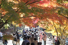 豊田市　香嵐渓