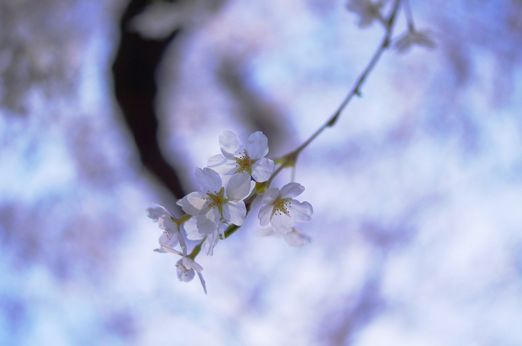 4.7 桜