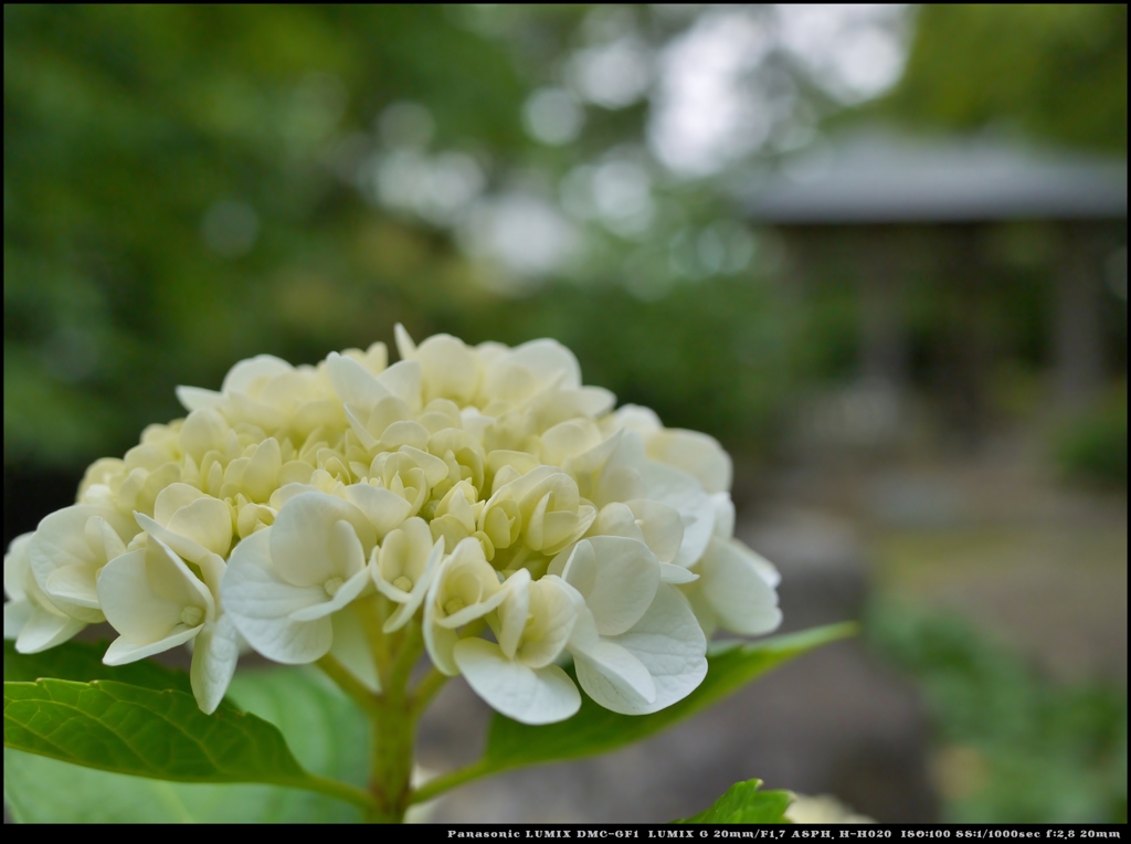 紫陽花 ４