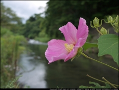 川辺に咲く芙蓉