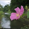 川辺に咲く芙蓉
