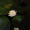 蓮華