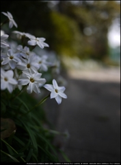 遊歩道に佇む花韮