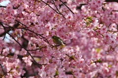 メジロと河津桜 4