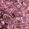 メジロと河津桜 4