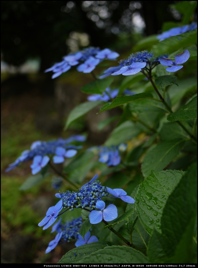 雨の中の額紫陽花