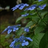 雨の中の額紫陽花