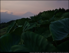 里芋畑から望む富士の夕景